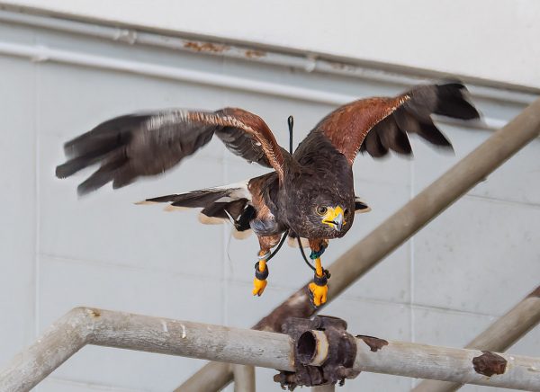 The Battle of Birds, how we took on the pigeon dynasty and prevailed